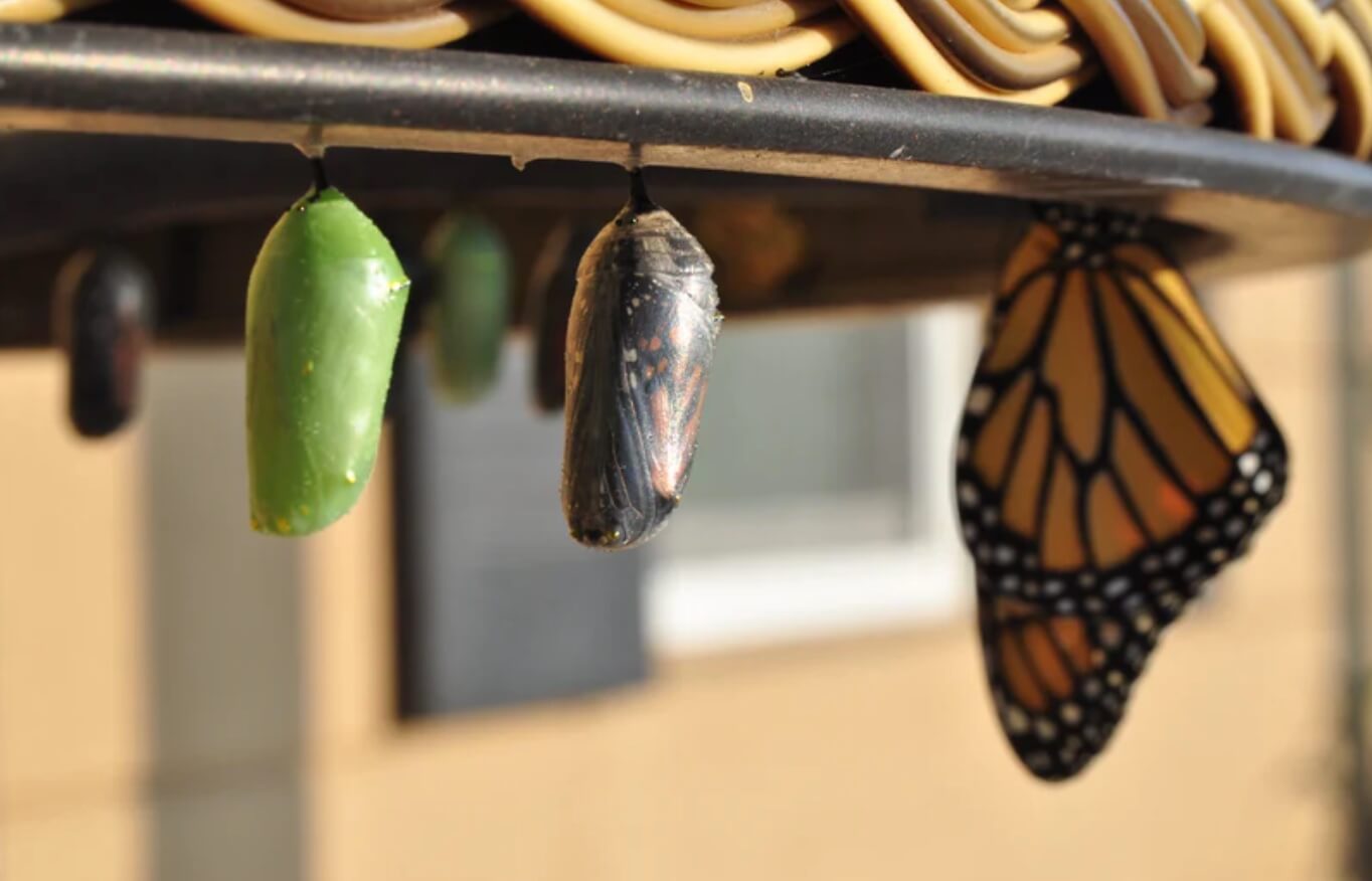 How to Befriend the Discomfort of Change: Cultivating an Evolutionary Relationship to Life