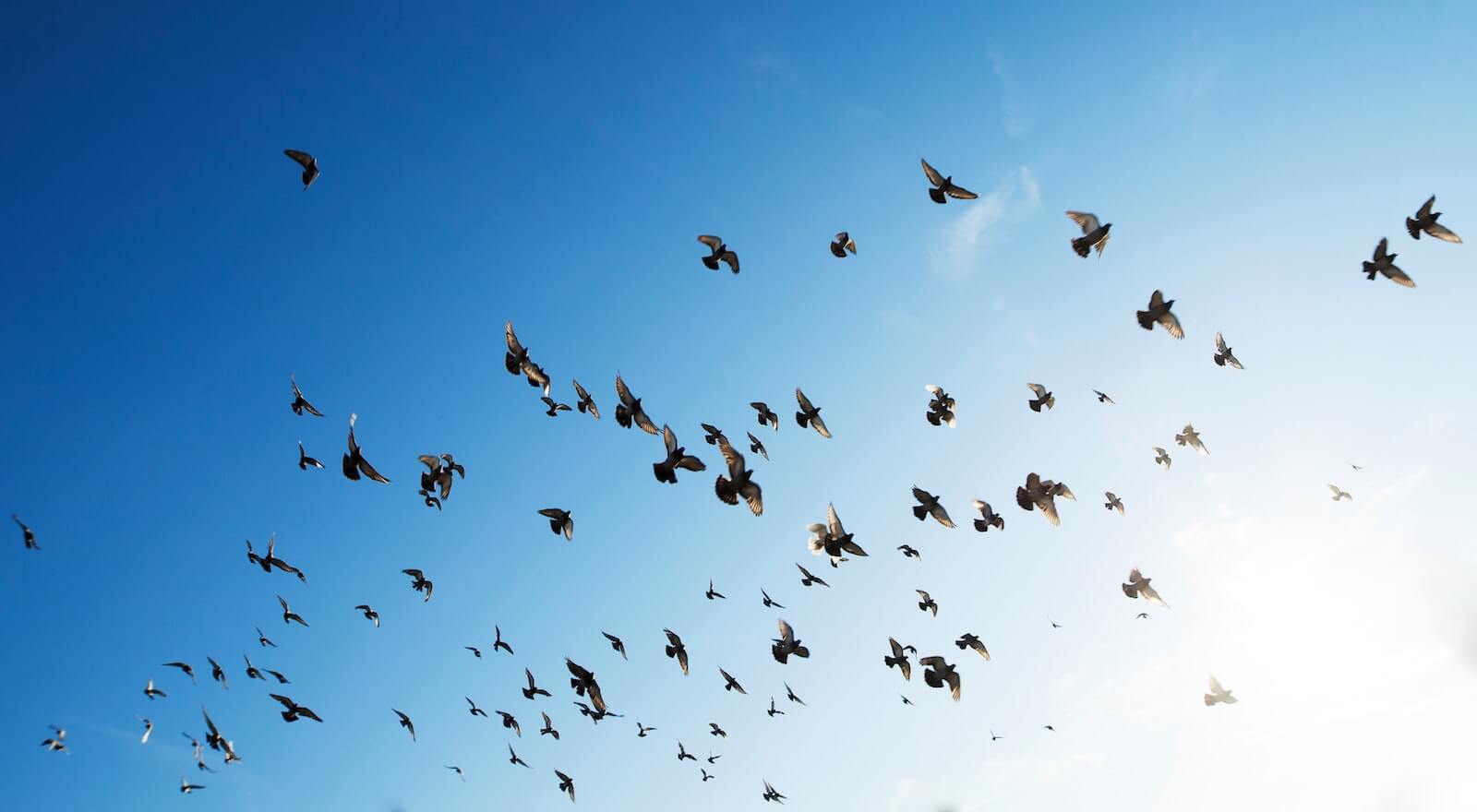 Freedom from Limitation: A Life of Perpetual Evolution