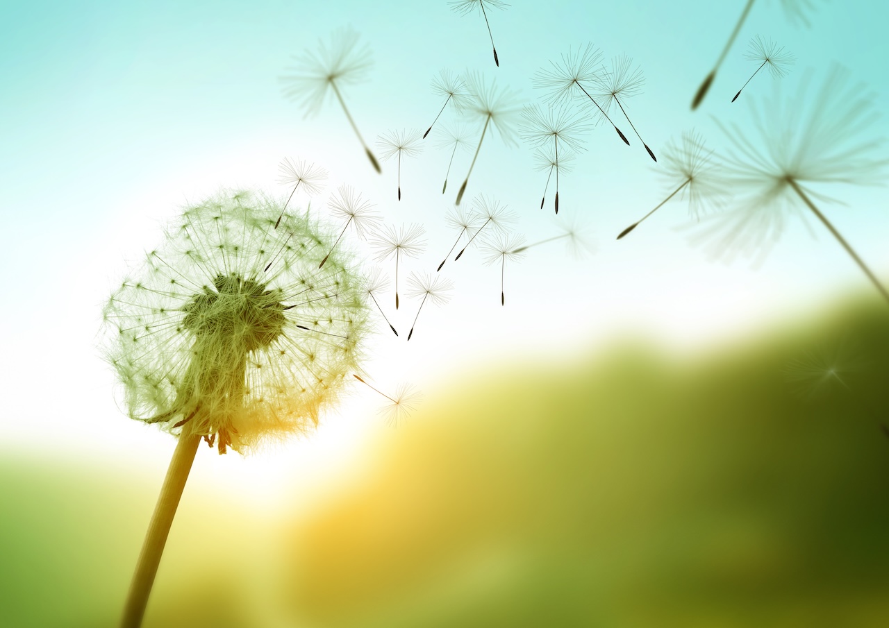 Letting Go of Wanting: A Guided Meditation [Episode 46]